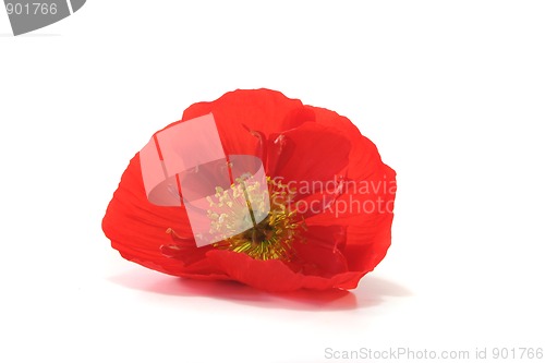 Image of Iceland Poppy