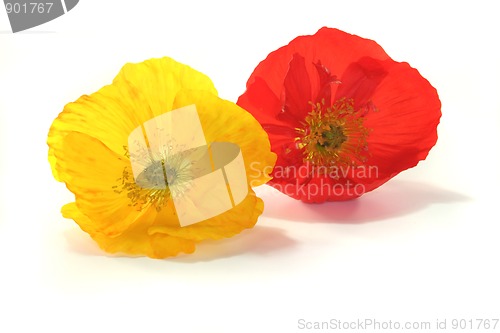 Image of Iceland Poppy