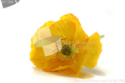 Image of Iceland Poppy