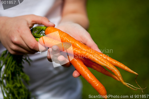 Image of Fresh carrots