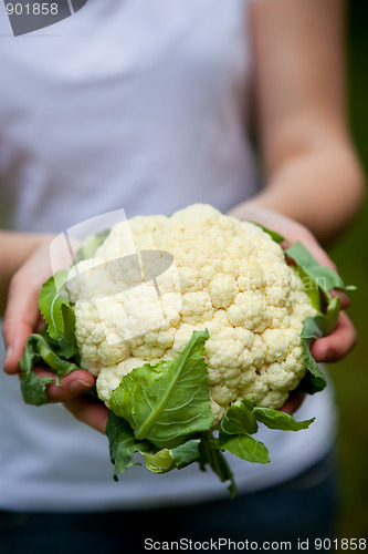 Image of Cauliflower