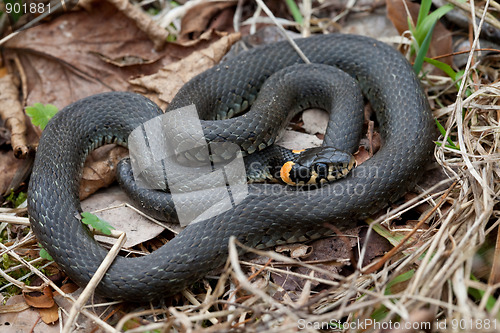 Image of Grassy snake closeup