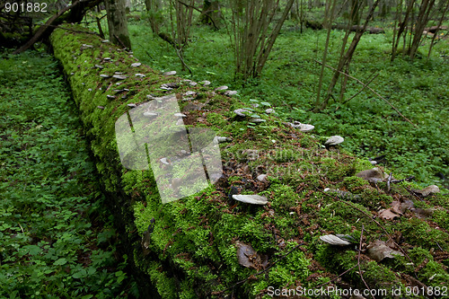 Image of Log lying moss covered