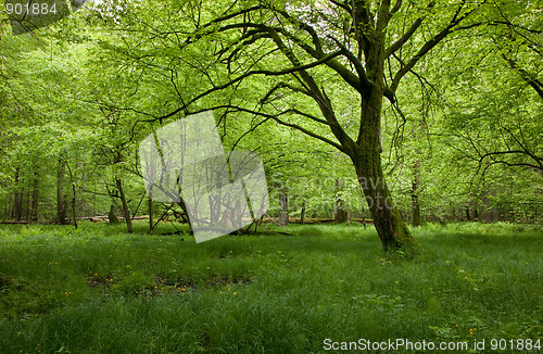 Image of Shady deciduous stand of Bialowieza Forest in springtime