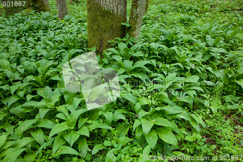 Image of Ramsons leaves in springtime