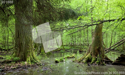 Image of Springtime deciduous forest with standing water
