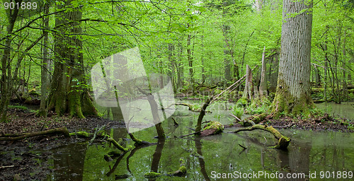 Image of Springtime deciduous forest with standing water