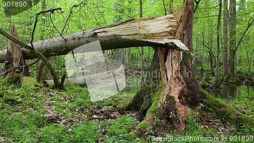 Image of Wind broken spruces