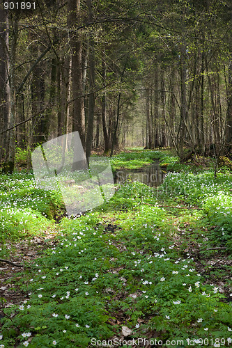 Image of Springtime anemone flowers