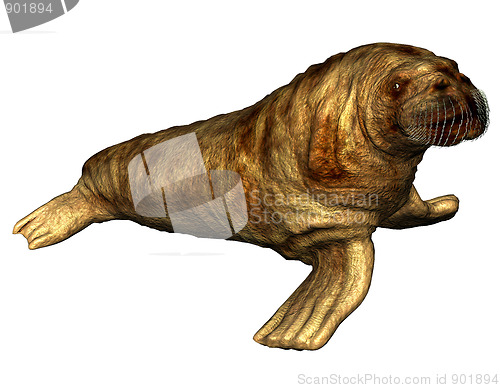 Image of Walrus