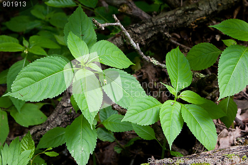 Image of Smallflower touch-me-not plant