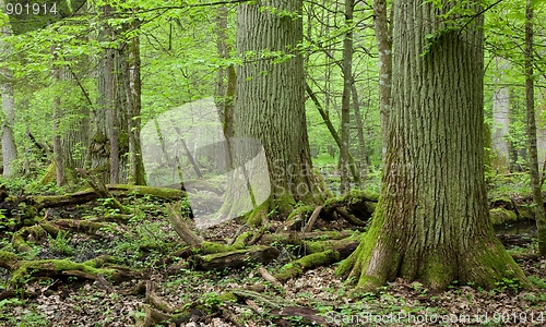 Image of Three giant oaks in natural deciduous stand