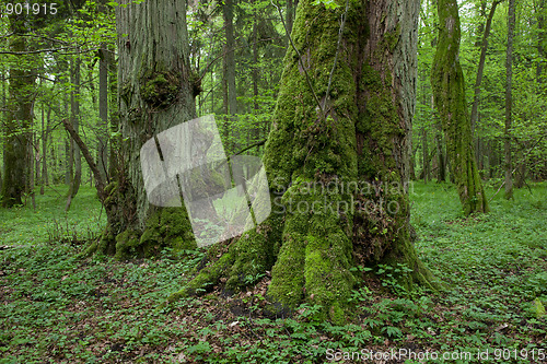 Image of Old moss covered linden trees