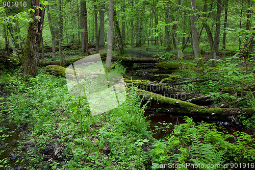 Image of Springtime view of natural deciduous stand with little river