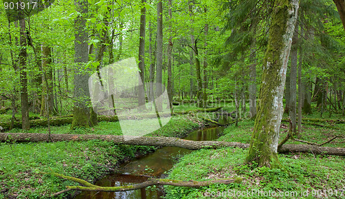 Image of Springtime look of natural deciduous stand with little stream