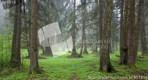 Image of Misty springtime morning at riparian forest