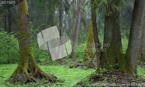 Image of Riparian stand in springtime with fresh green vegetation