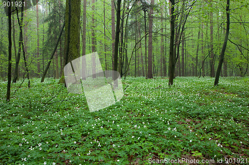 Image of Springtime Wood Anemone flowers