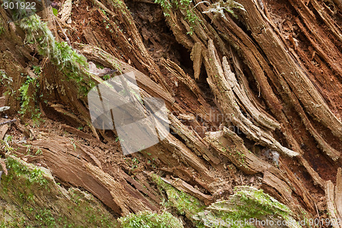 Image of Rotten wood closeup