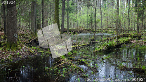 Image of Springtime wet mixed forest with standing water