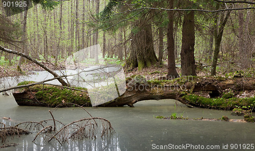 Image of Springtime wet mixed forest with standing water