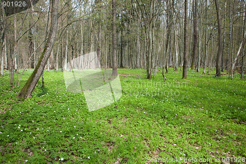 Image of Fresh green anemone floralbed in springtime