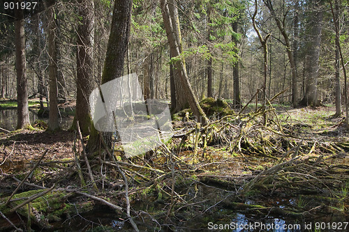 Image of Springtime wet mixed forest with standing water