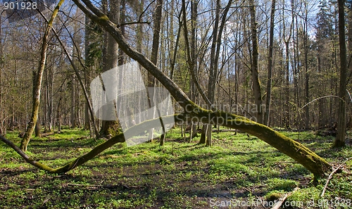 Image of Arch shaped hornbeam tree moss wrapped