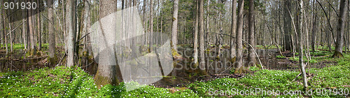 Image of Alder-carr stand in springtime with water and anemone flowering