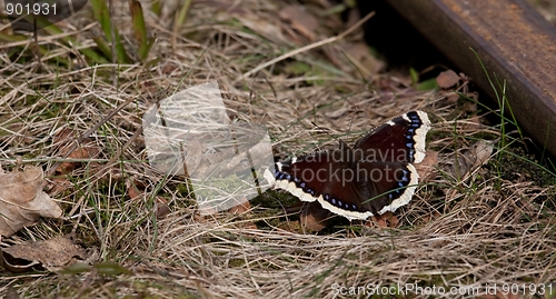 Image of Mourning Cloak butterfly closeup