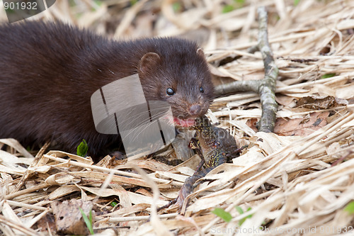 Image of Wild American Mink against water