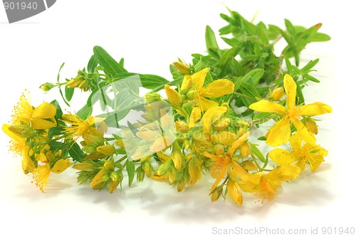 Image of St. John's wort
