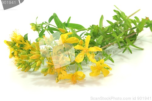 Image of St. John's wort