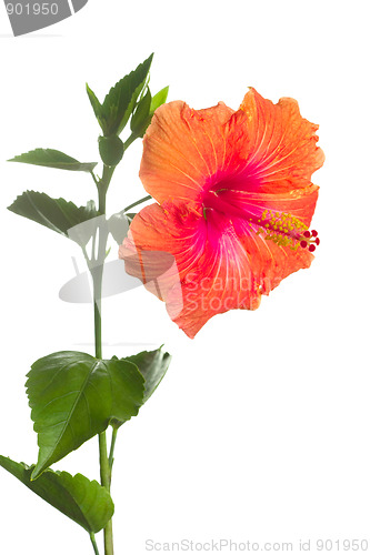 Image of hibiscus flower isolated on white background 