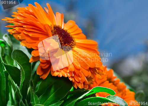 Image of orange flower calendula on blue sky 