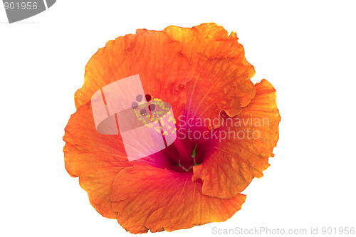 Image of Hibiscus flowers 