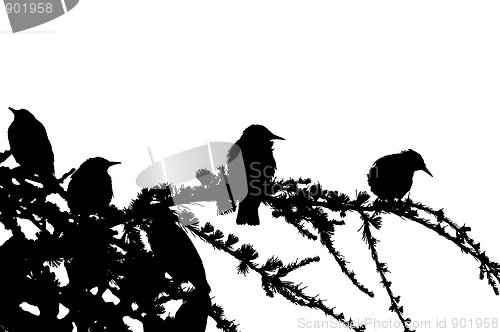 Image of Birds