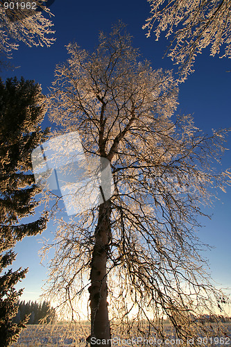 Image of Tall frost tree