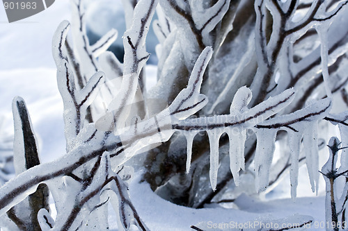 Image of Frozen branch