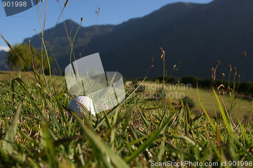 Image of Golf Ball in Grass