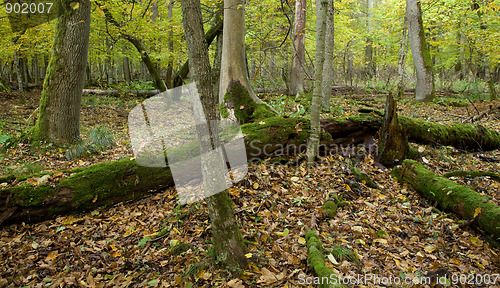 Image of Atumnal landscape of deciduous stand