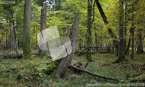 Image of Mixed stand with spruce tree broken