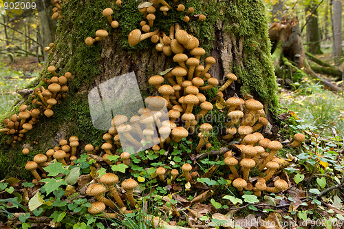 Image of Bunch of pholiota fungi