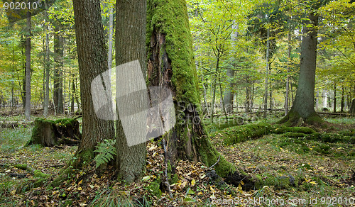 Image of Atumnal landscape of deciduous stand