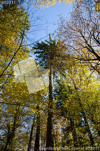 Image of Autumnal mixed forest