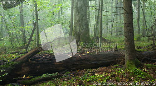 Image of Broken old oak in misty forest