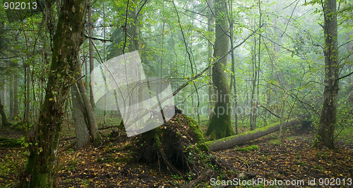 Image of Broken tree and misty stand in background