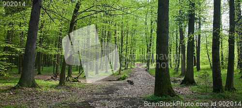 Image of Path crossing springtime forest