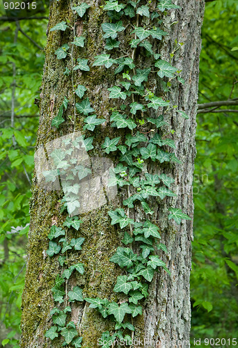 Image of Common Ivy on mossy tree