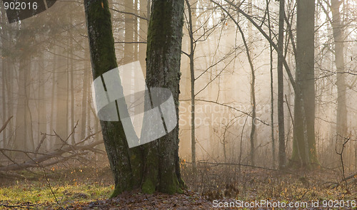 Image of Light entering autumnal forest